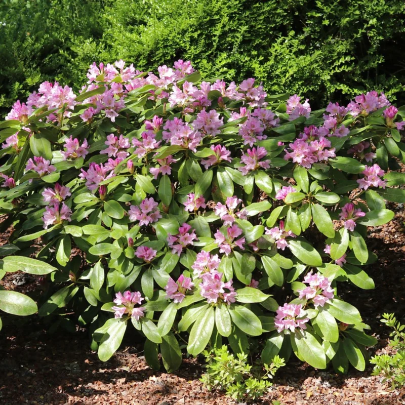 Rhododendron Inkarho® 'Dufthecke'