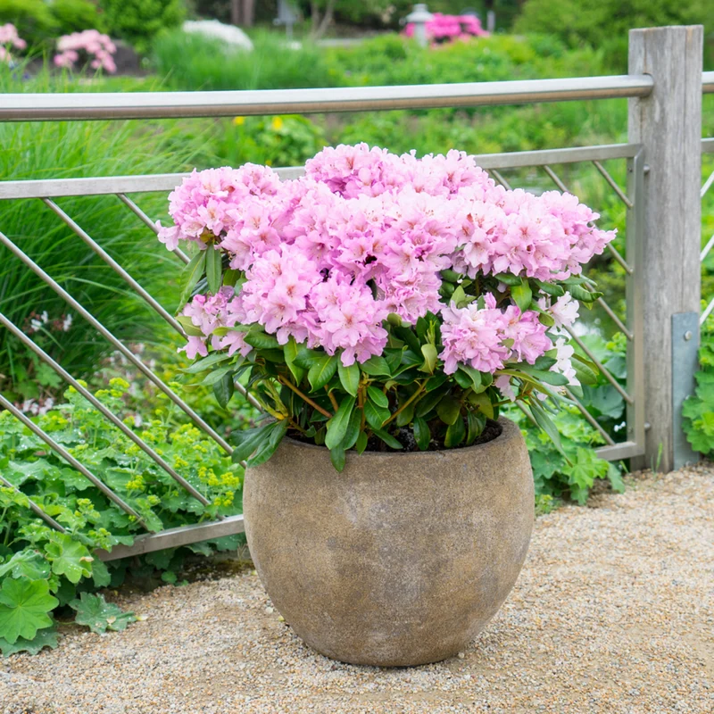 Rhododendron Inkarho® 'Dufthecke'