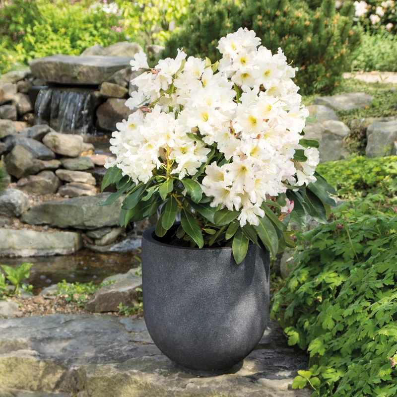 Rhododendron Inkarho® 'Dufthecke'