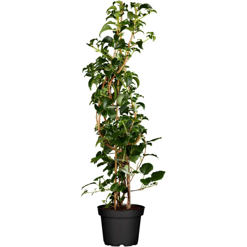 Kletterhortensie
