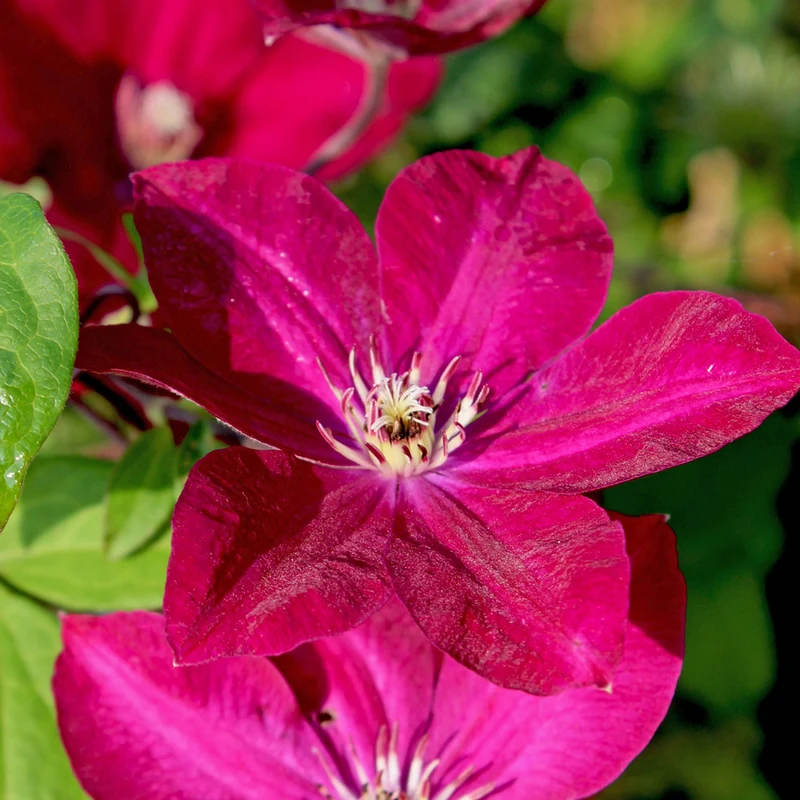 Clematis 'Rouge Cardinal'