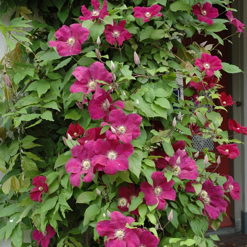 Clematis 'Rouge Cardinal'