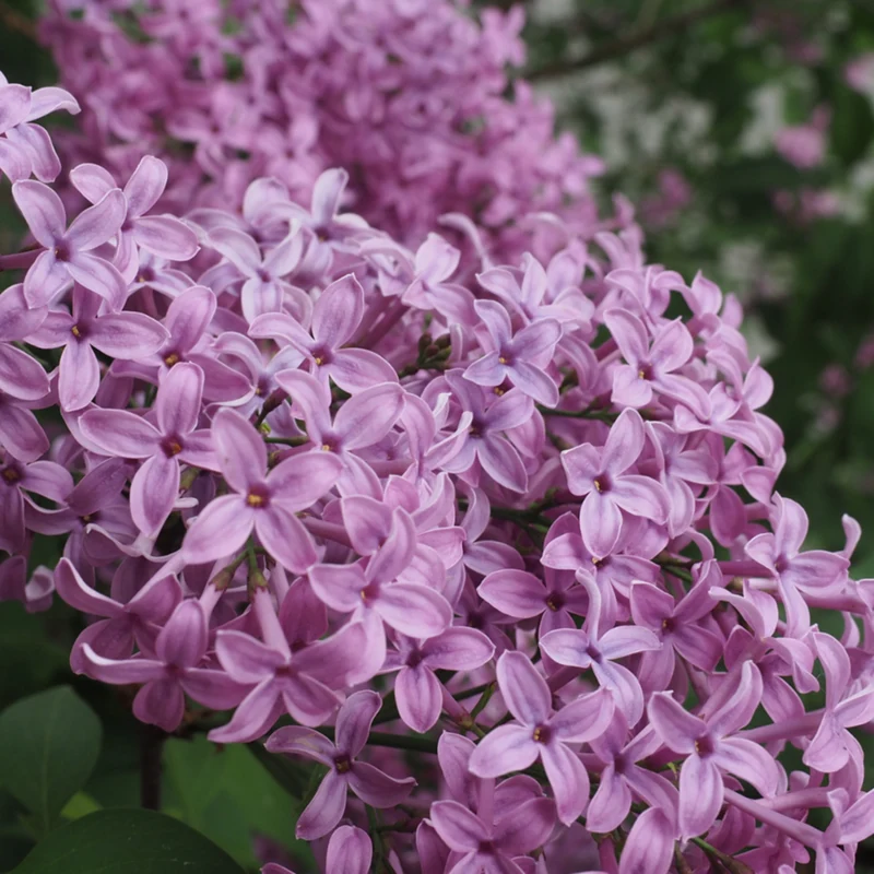 Königsflieder 'Saugeana'