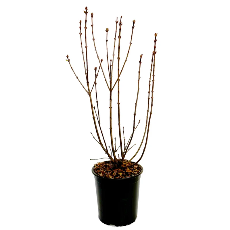 Königsflieder 'Saugeana'