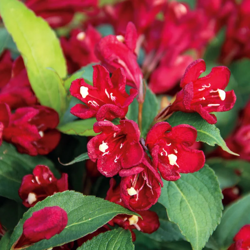 Weigelie 'Cherry Love Maroon Swoon®'