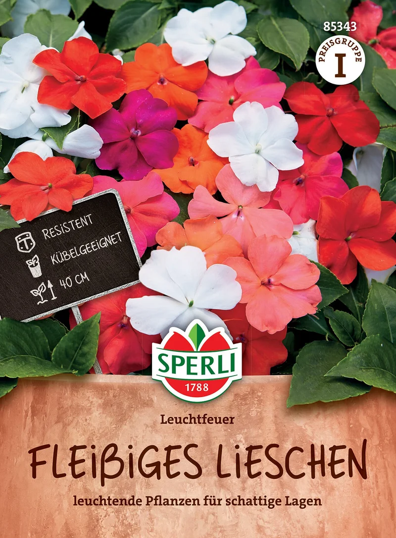 SPERLI Fleißiges Lieschen-Samen 'Leuchtfeuer'