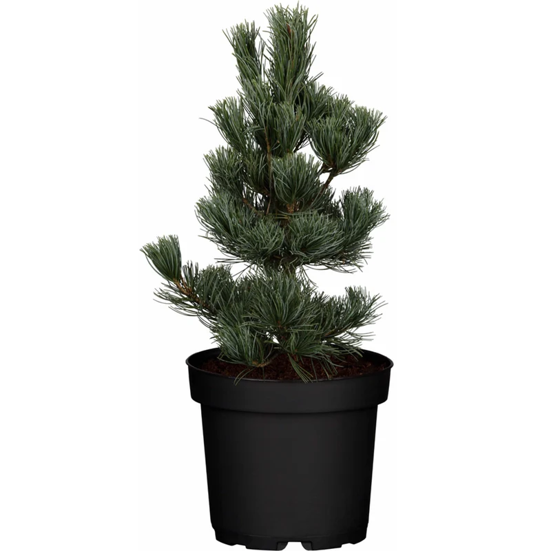 Blaue Mädchenkiefer 'Glauca'