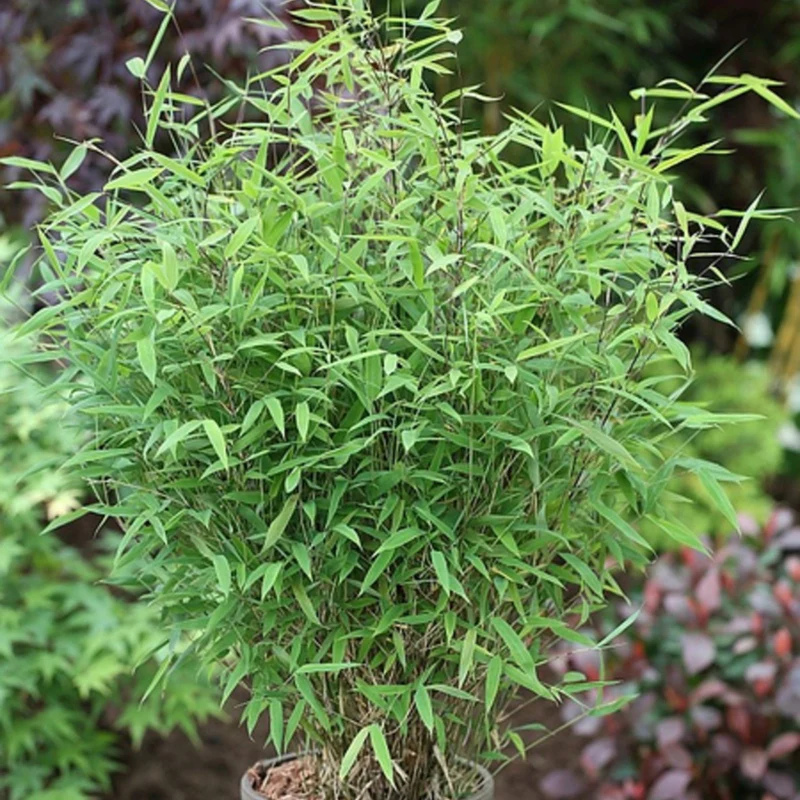 Gartenbambus 'Light Green'