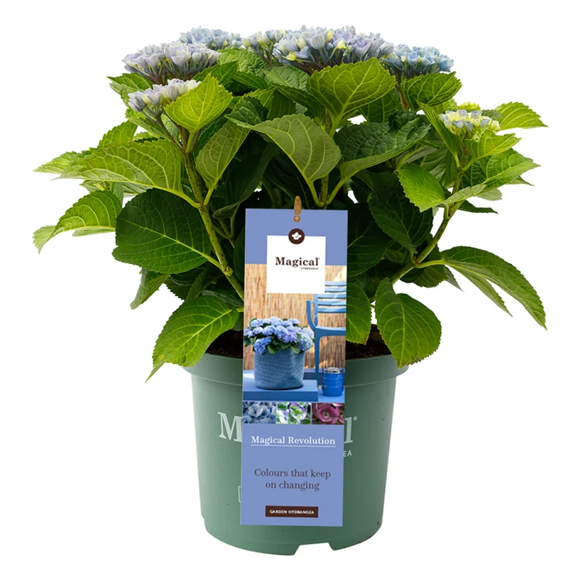 Bauernhortensie 'Magical Revolution®'