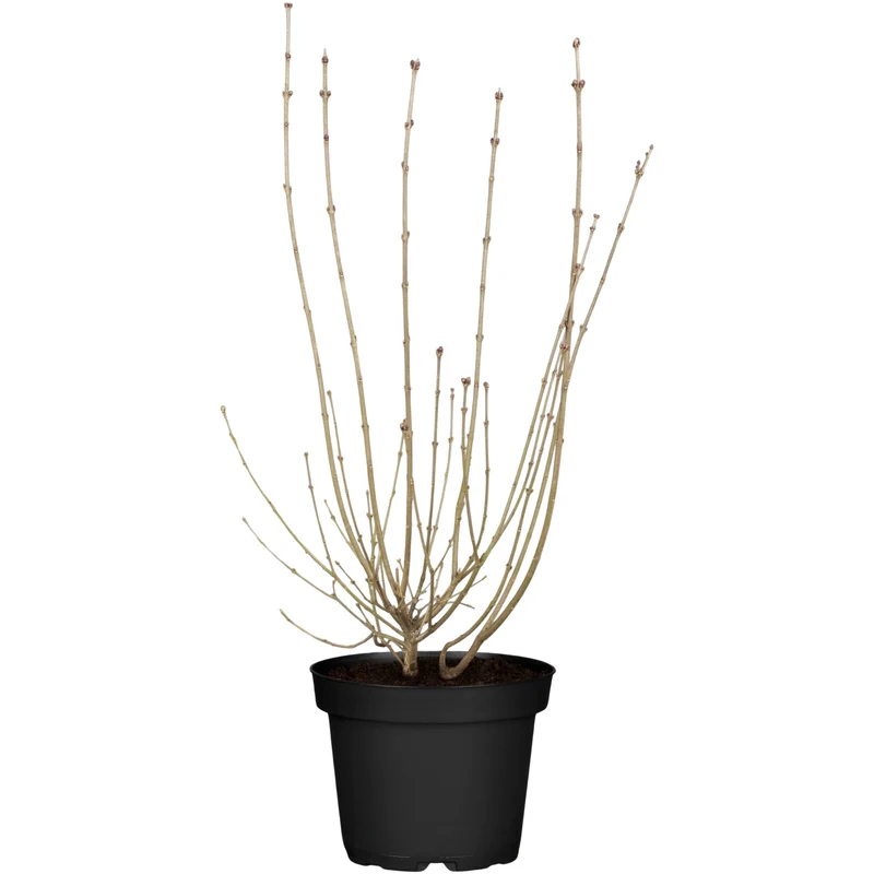 Zwergflieder 'Red Pixie'