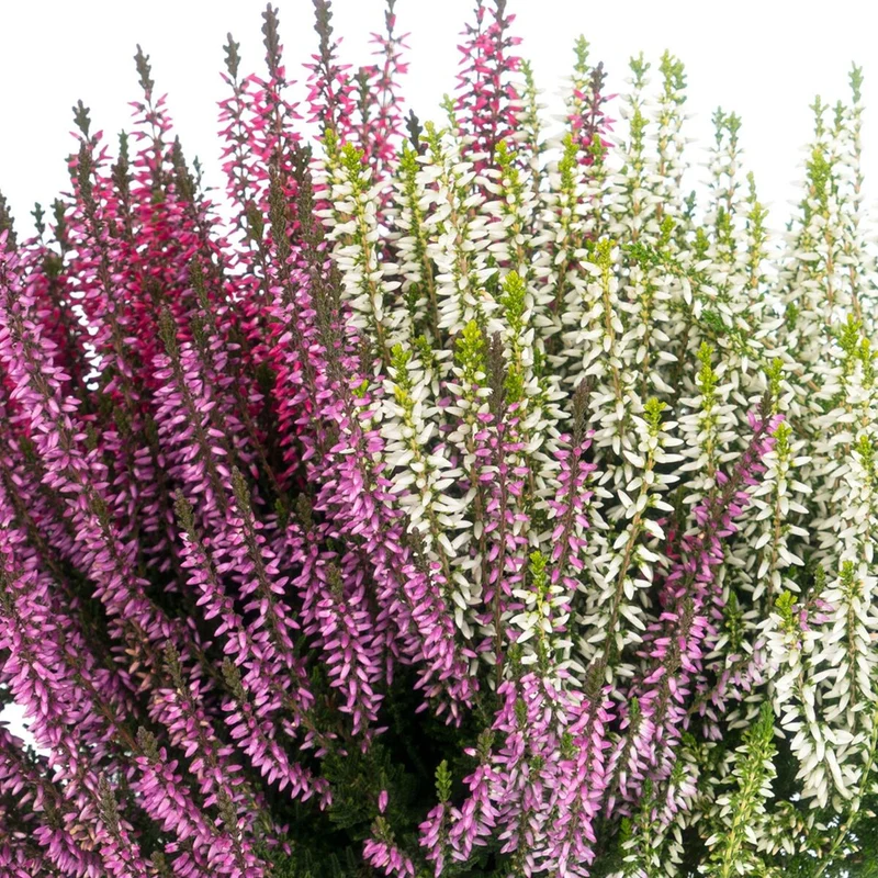 Besenheide 'Trio Gardengirls®'