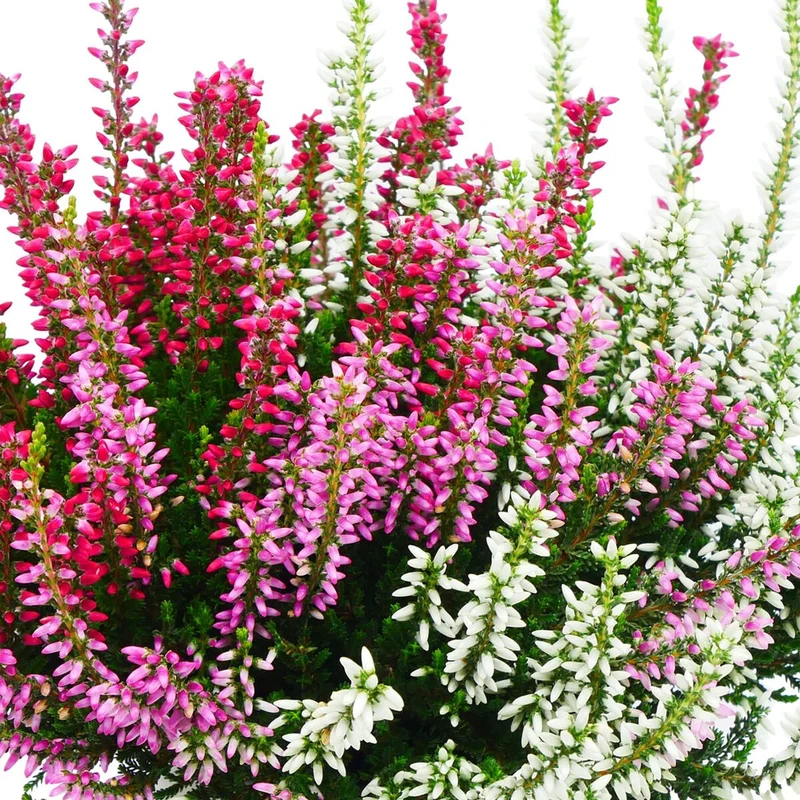 Besenheide 'Trio Gardengirls®'
