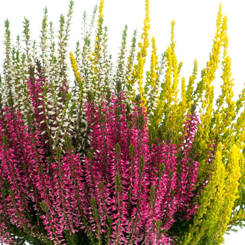 Besenheide 'Trio Gardengirls®'