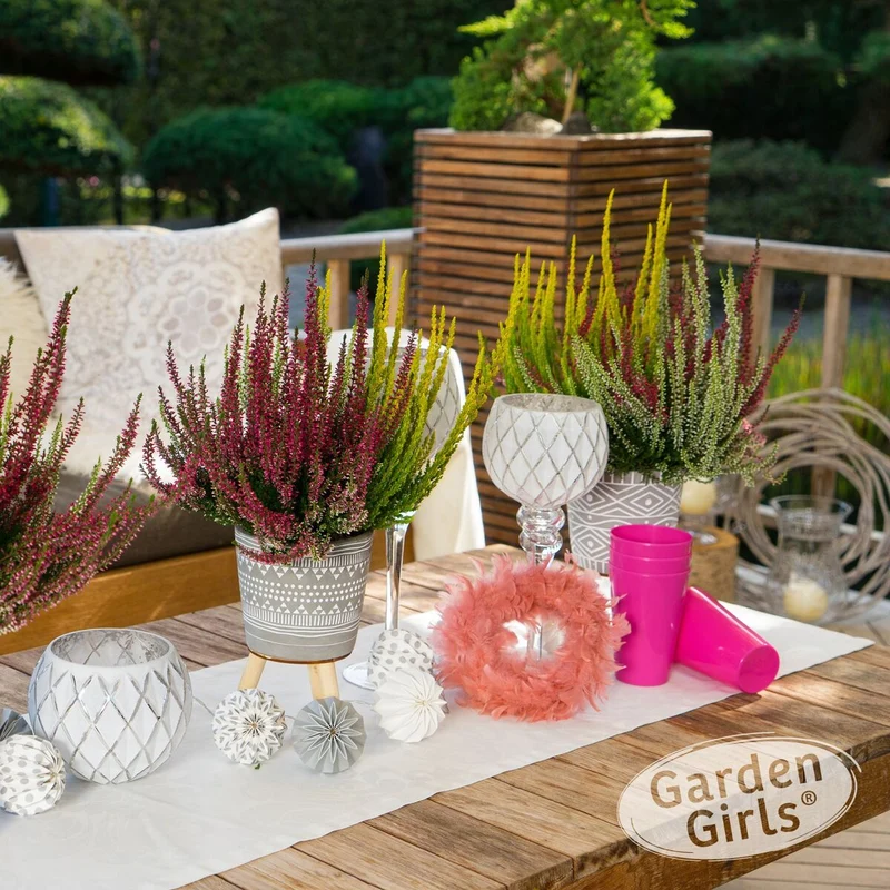 Besenheide 'Trio Gardengirls®'