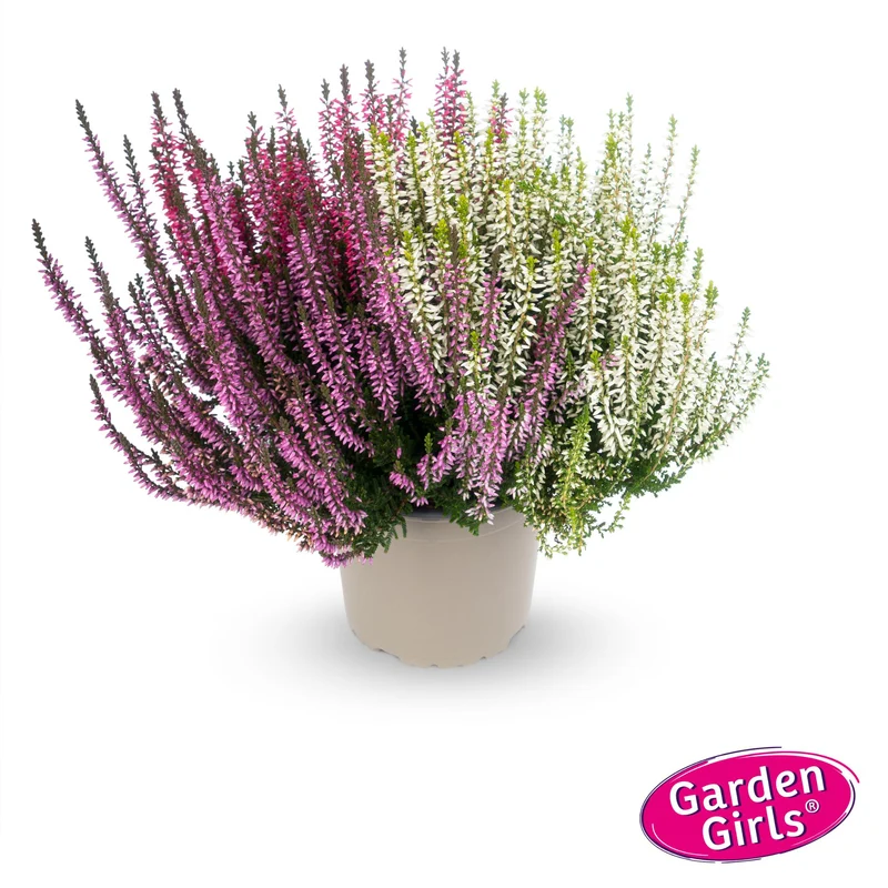 Besenheide 'Trio Gardengirls®'