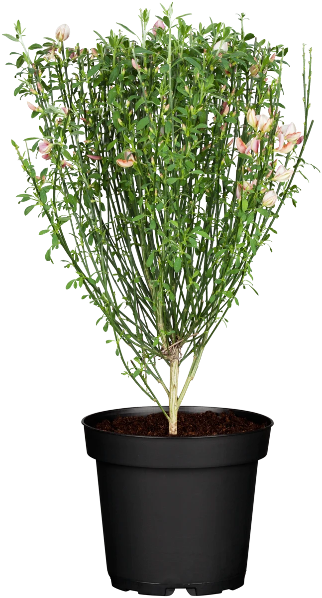 Elfenbein-Ginster 'Zeelandia'