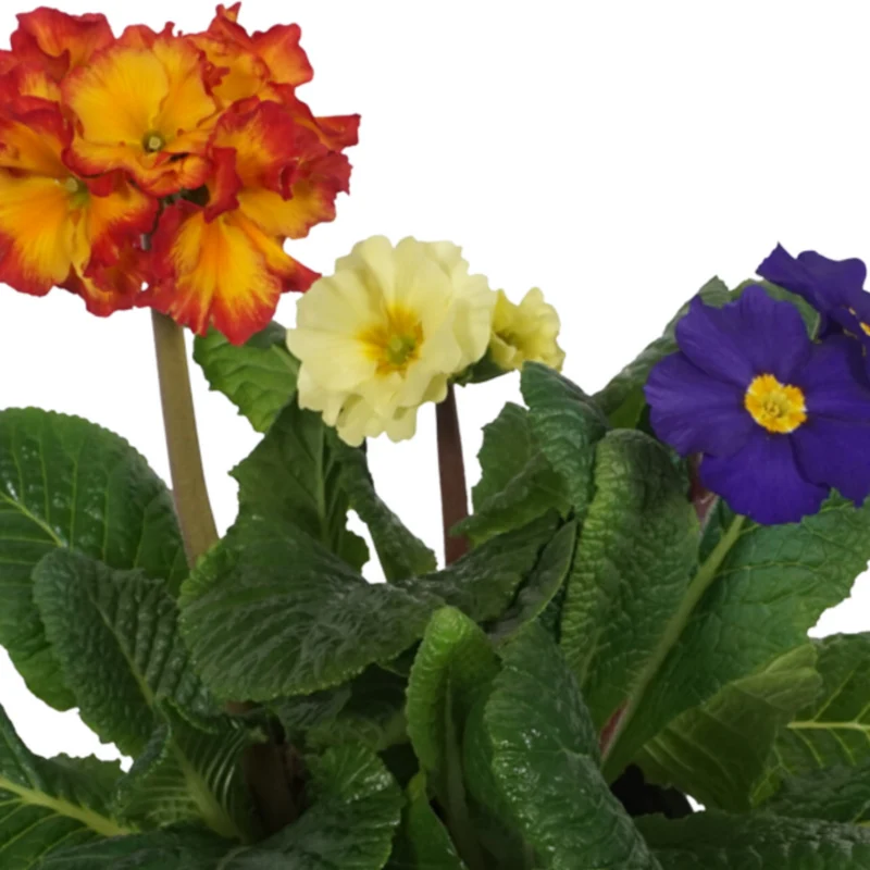 Hohe Schlüsselblume, Trio