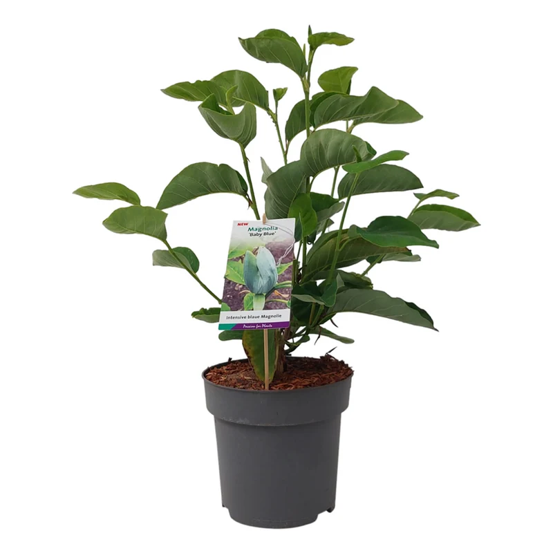Magnolie 'Baby Blue'
