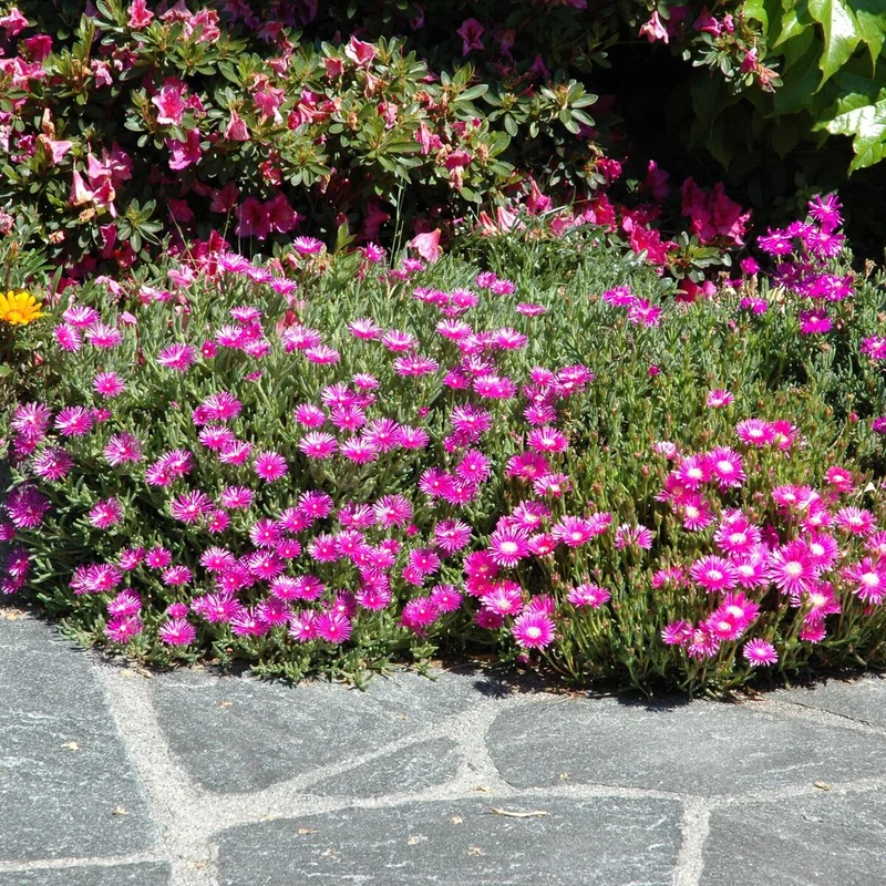 Mittagsblume