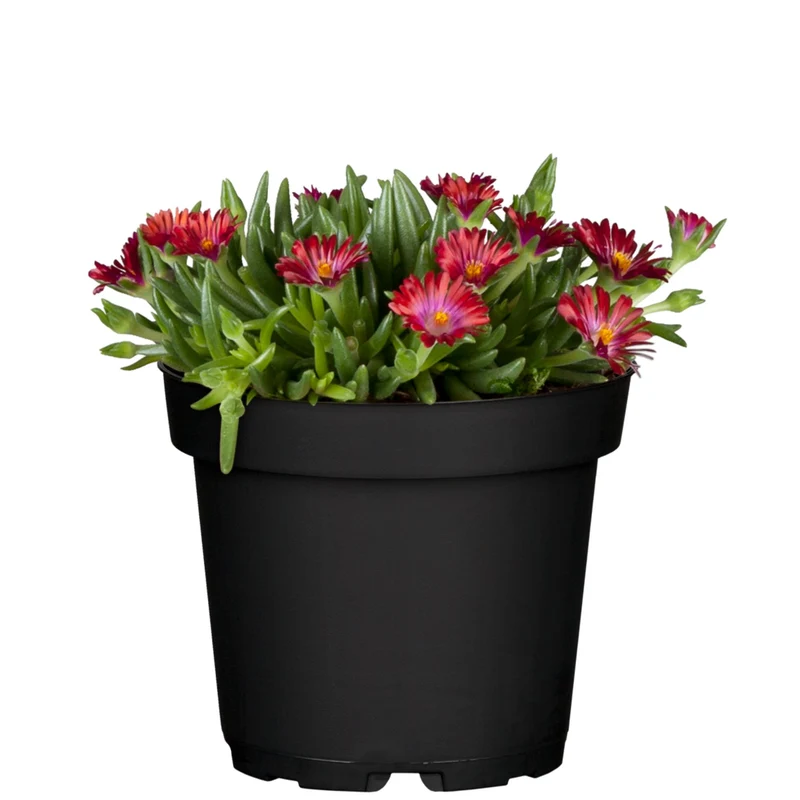 Mittagsblume