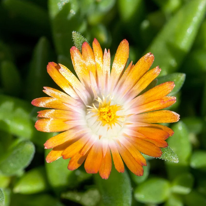 Mittagsblume