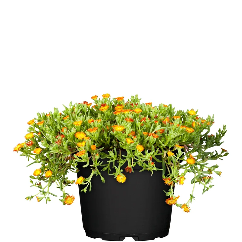 Mittagsblume