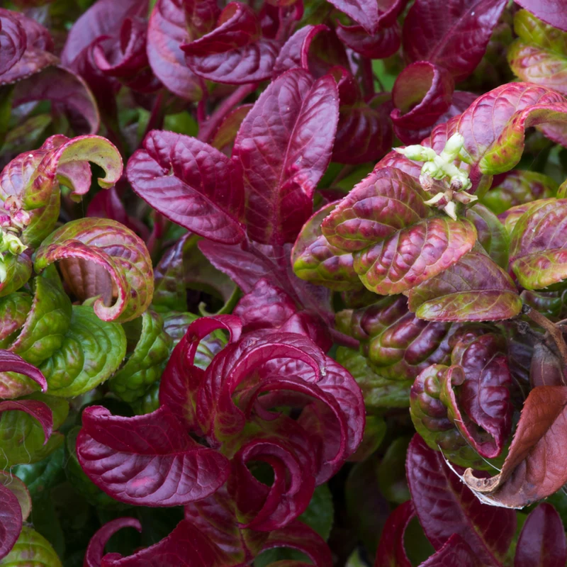 Traubenheide 'Curly Red®'