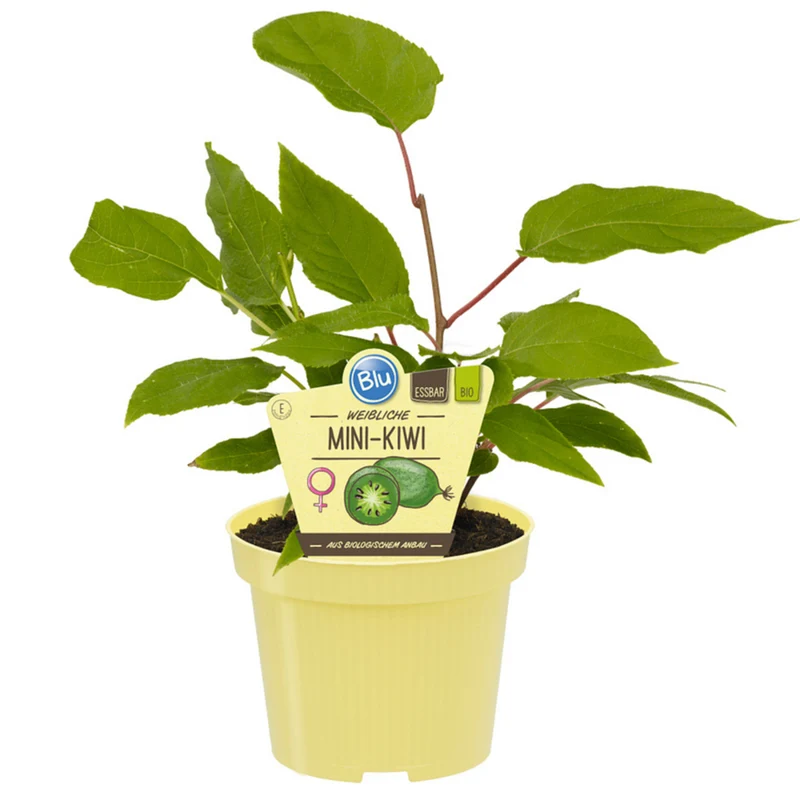 Bio Kiwi-Mini Arguta weibl.