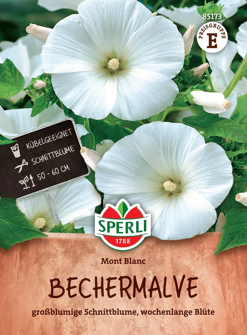SPERLI Bechermalven-Samen 'Mont Blanc'