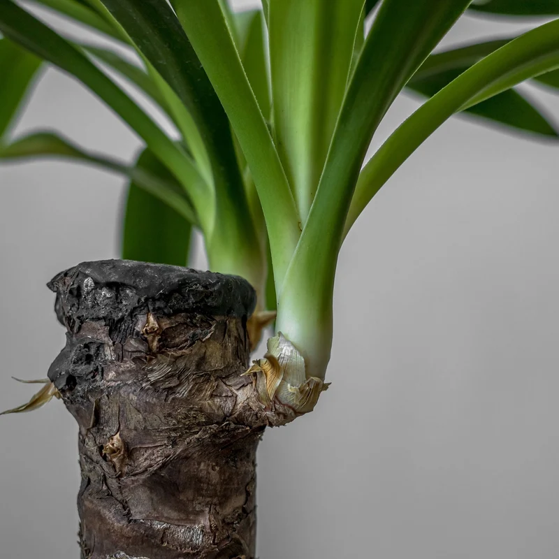 Yucca-Palme
