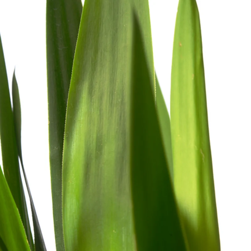 Yucca-Palme