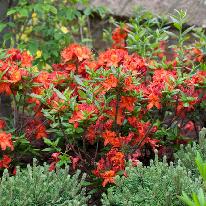 Sommergrüne Azalee 'Parkfeuer'
