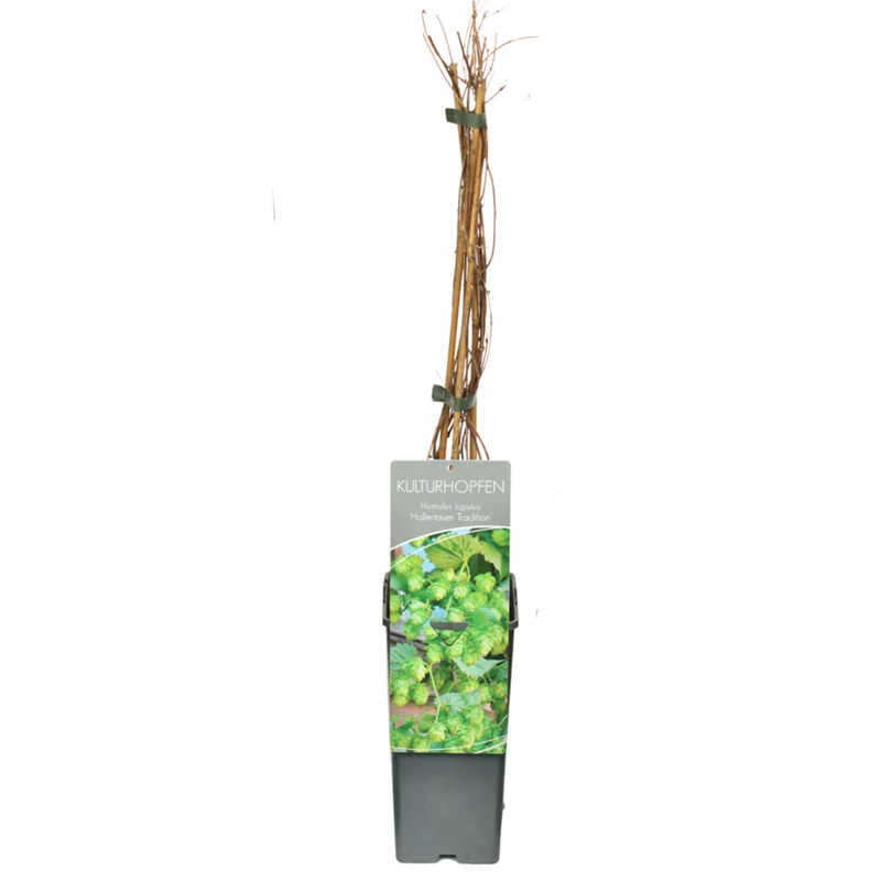 Echter Hopfen 'Hallertauer Tradition'