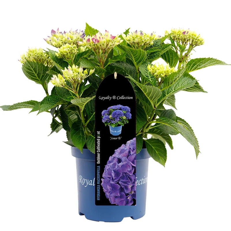 Bauernhortensie Royalty Collection® 'Amor'
