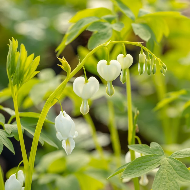Tränendes Herz 'Alba'