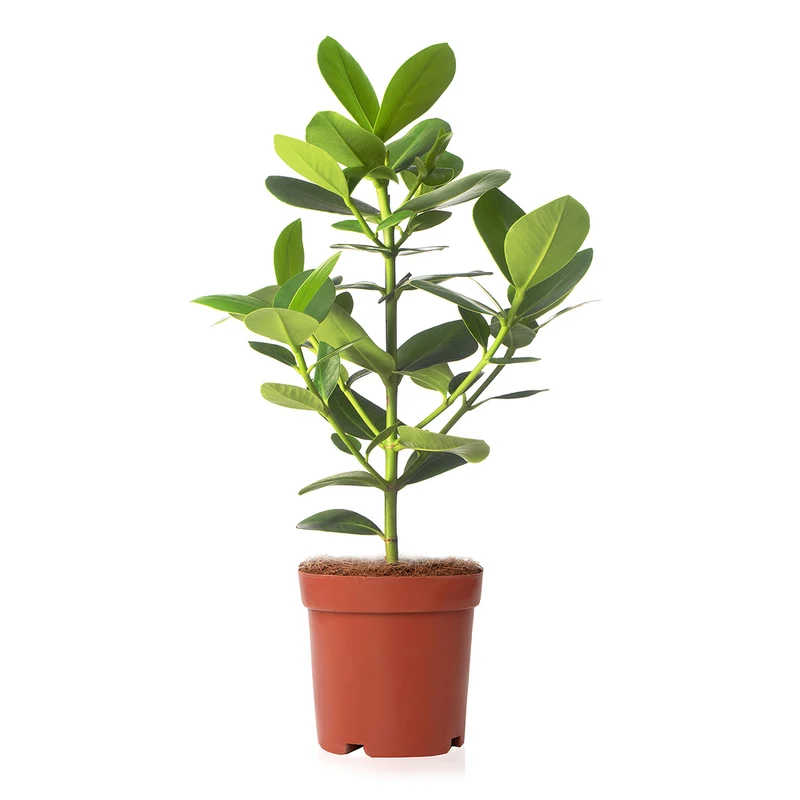 Balsamapfel 'Princess'