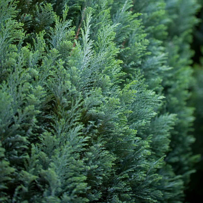 Kegelzypresse 'Ellwoodii'