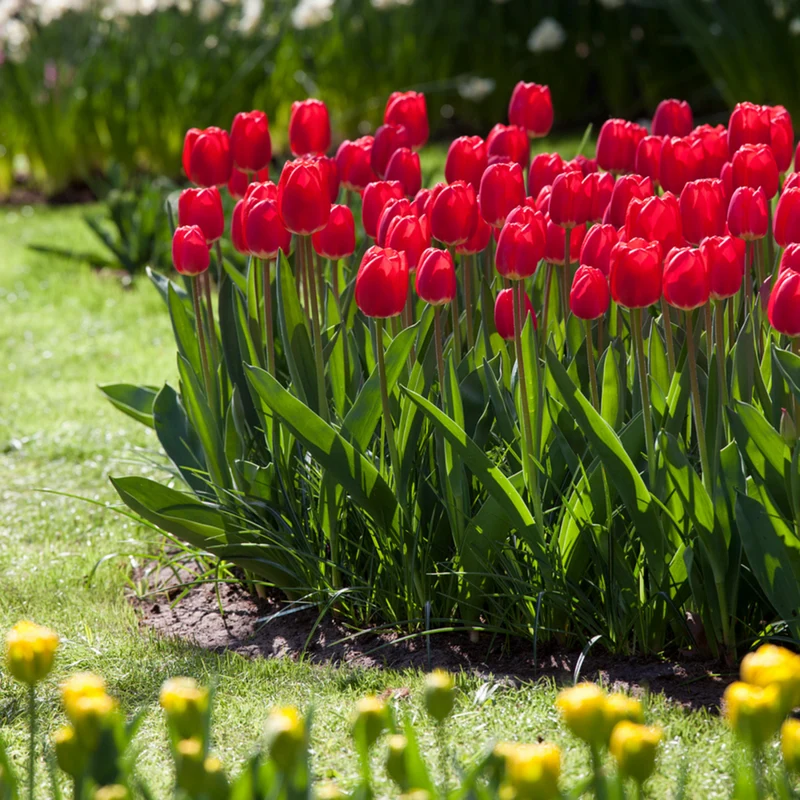 Tulpe