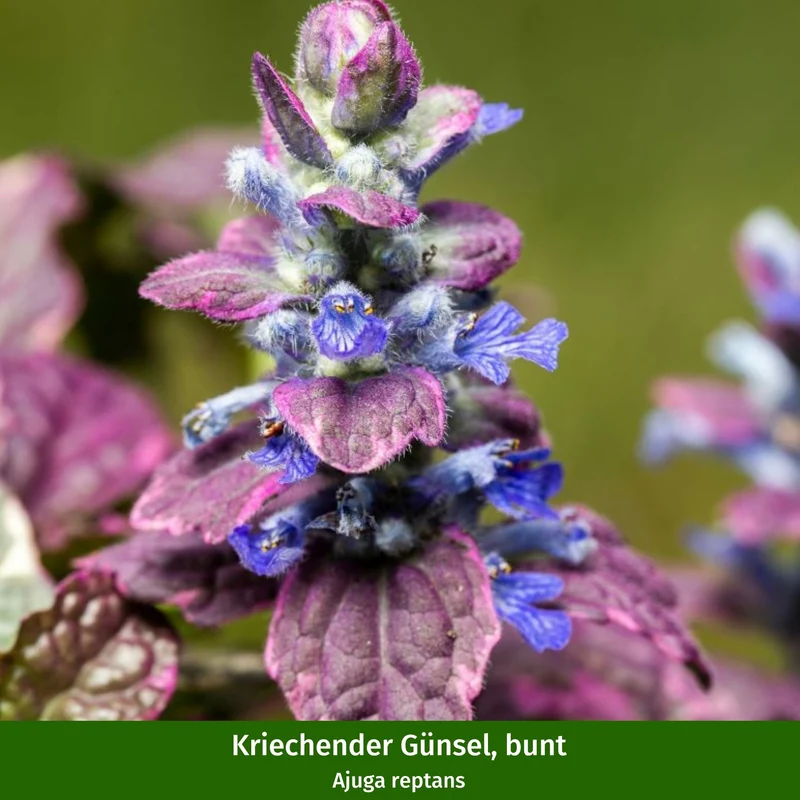 Balkonblumen "Herbstgarten"