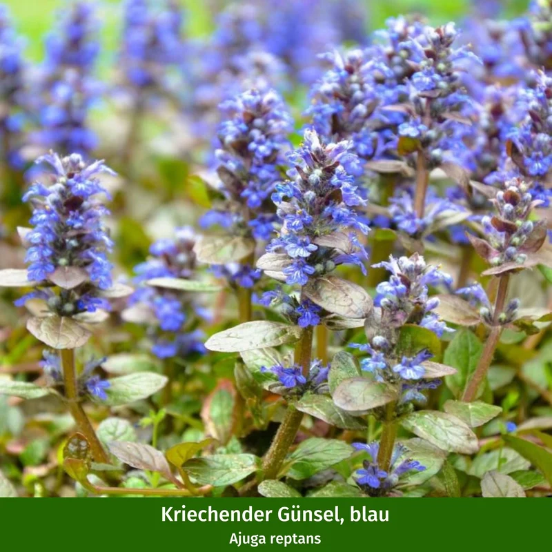 Balkonblumen "Herbstgarten"