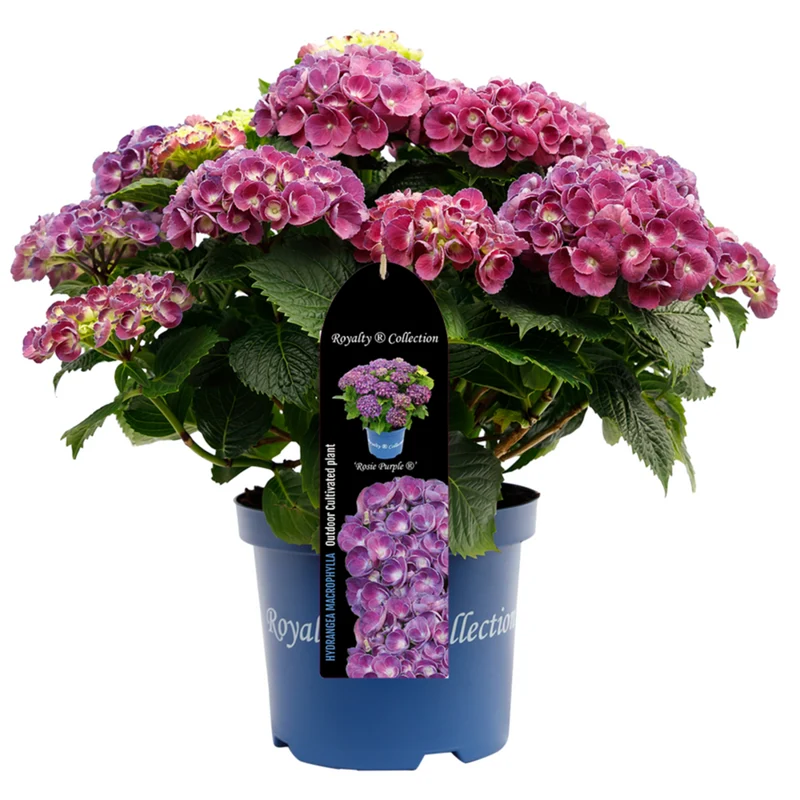 Bauernhortensie Royalty Collection® 'Rosie Blue'