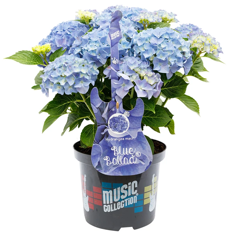 Bauernhortensie 'Music Collection Blue Ballad®'