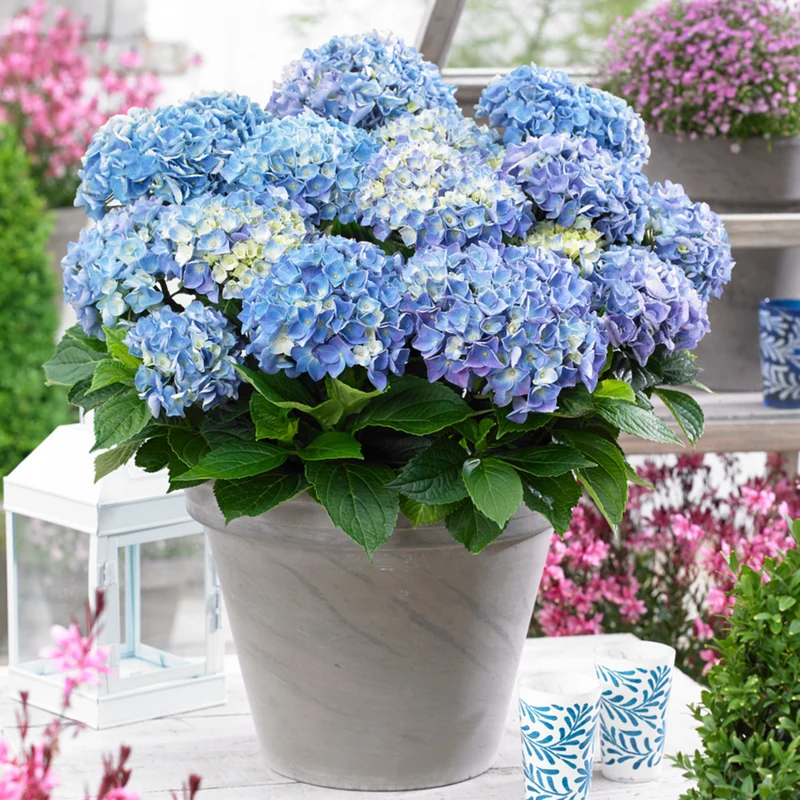 Bauernhortensie 'Music Collection Blue Ballad®'