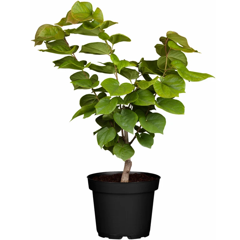 Chinesischer Herzblattbaum 'Avondale'