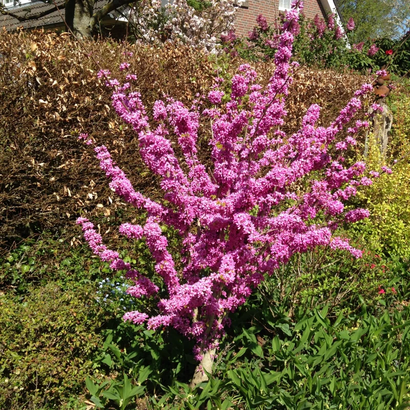 Chinesischer Herzblattbaum 'Avondale'