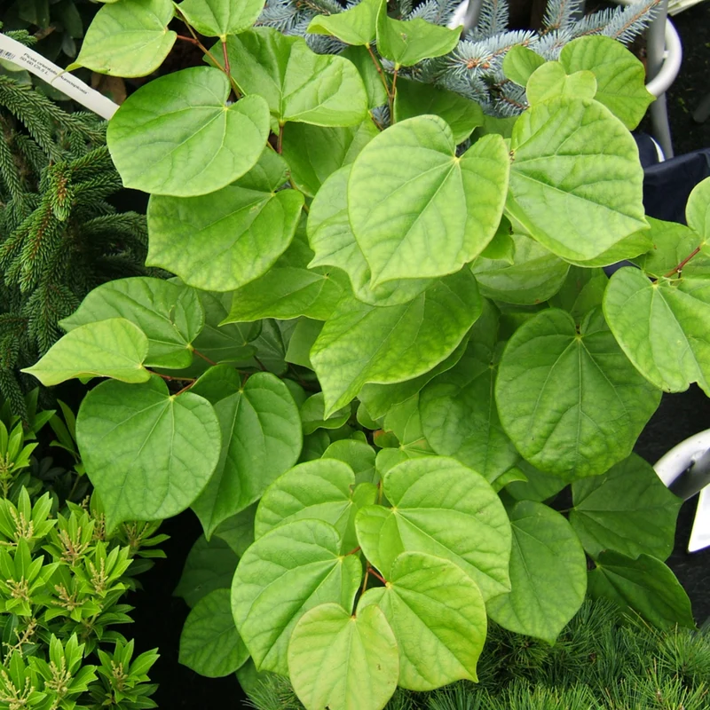 Chinesischer Herzblattbaum 'Avondale'