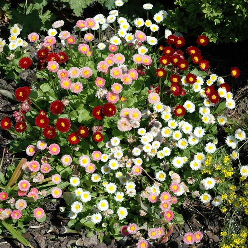 Gänseblümchen, Trio