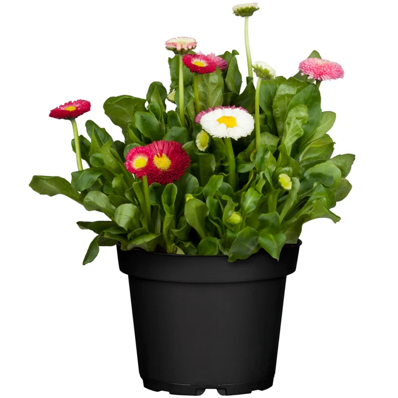 Gänseblümchen, Trio