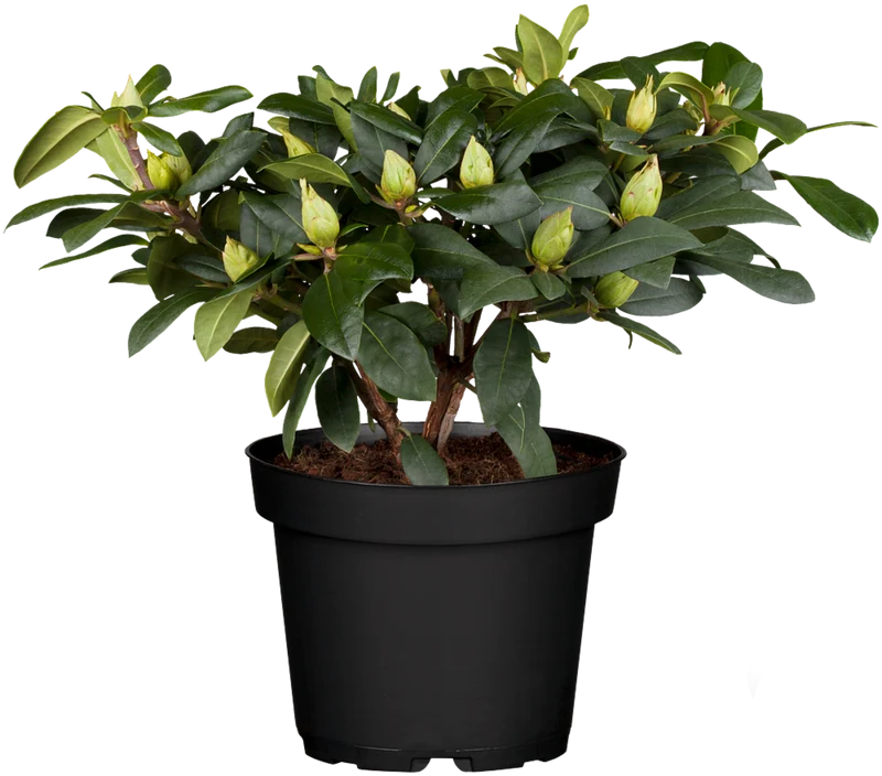 Rhododendron 'Alfred'