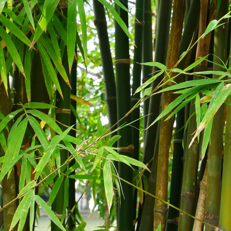 Gartenbambus 'Giant Green'